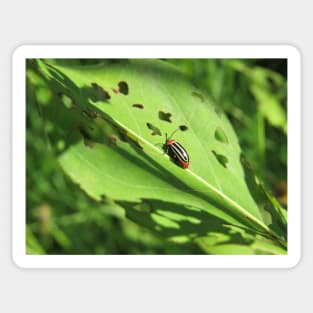 Pigweed Flea Beetle Sticker